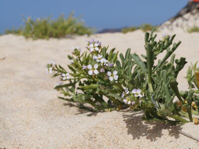 Wild flower in sand, Spain