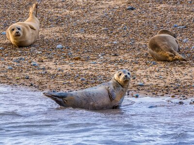 Group of seals on a stone beach shore with one seal in water looking at camera on a summers evening, Norfolk