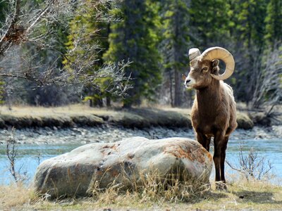 Bighorn sheep posing near Rock in front of Athabasca River, Jasper National Park, Canada