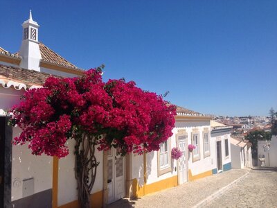 Colourful bougainvillea growing on front of house, Tavira, Portugal