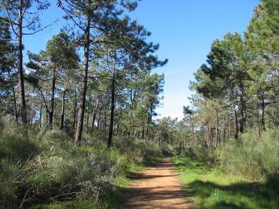 Dirt pathway in pine woodlands, Monte Gordo