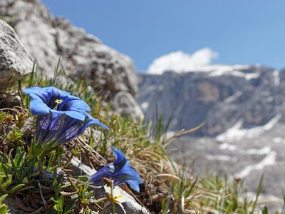 Close-up of blue alpine mountain flowers, stemless (trumpet) gentian, Gentiana clusii, Alps, Switzerland