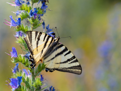 Scarce swallowtail (Iphiclides podalirius) butterfly on viper's bugloss plant