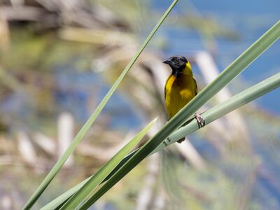 Male black-headed Weaver bird with yellow chest, perched on a green reed, Ria Formosa Nature Park, Algarve, Portugal