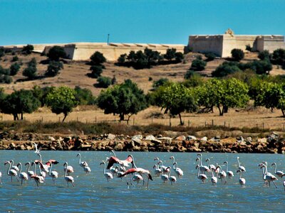 Flamboyance of flamingos in body of water at Castro Marim nature reserve, Algarve, Portugal