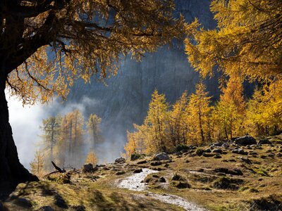 Larch Trees of Slemenova Spica in Autumn, Julian Alps, Slovenia