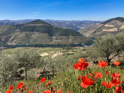 Poppy flowers in foreground of Douro Valley, Portugal