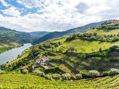 Landscape of the Douro river region with vineyards lined along sloped hills on sunny day, Portugal